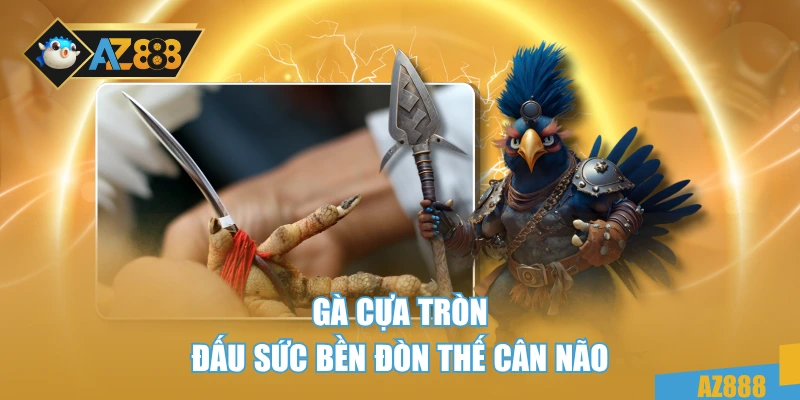 Gà cựa tròn đấu sức bền đòn thế cân não